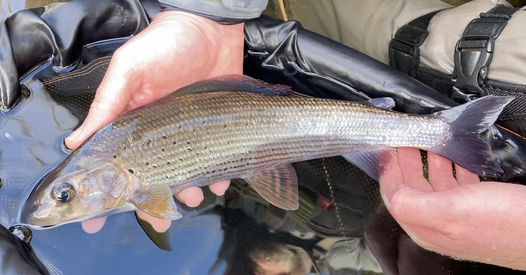 Upper Wye grayling - Lyn Davies